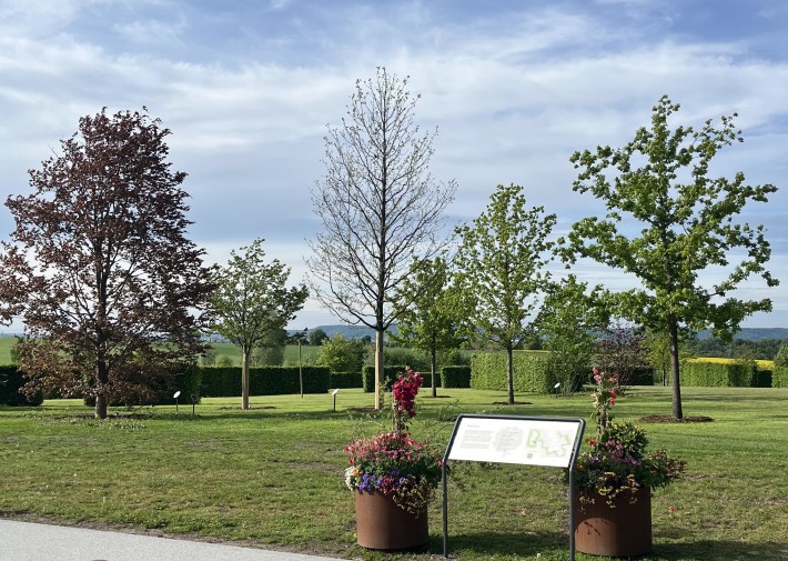 Arboretum